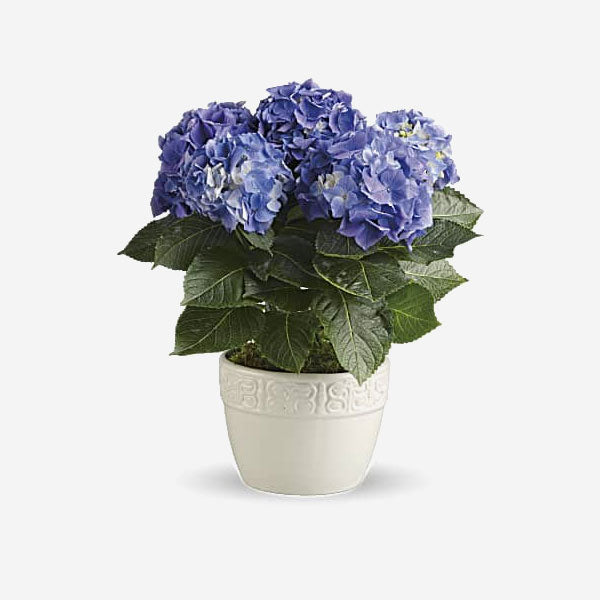 Happy Hydrangea - Blue