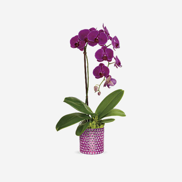 Dazzling Orchid