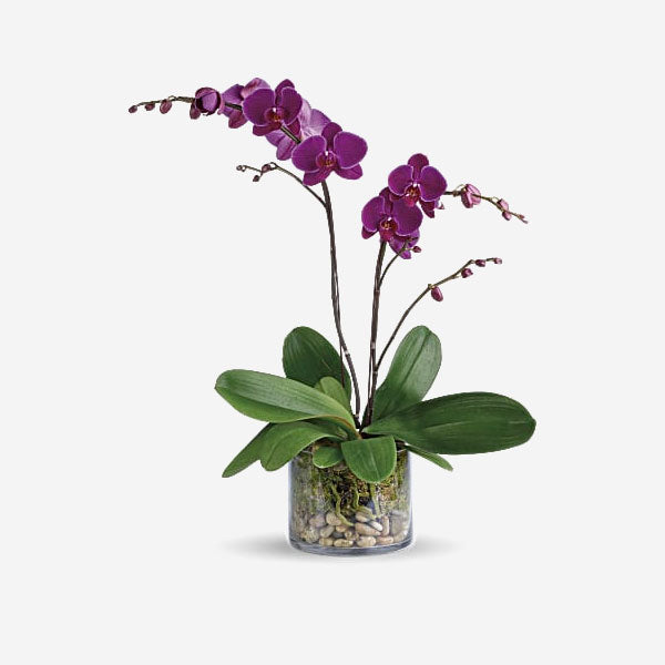 Dazzling Orchid